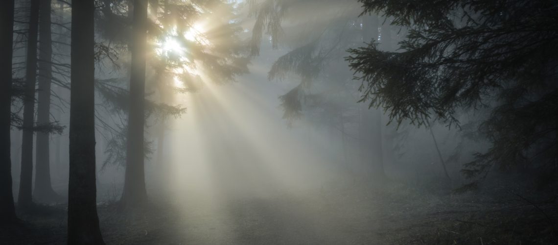 back-light-conifers-dark-164018